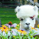 Customer profile logo