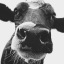 Customer profile logo