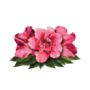 Customer profile logo