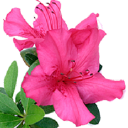 Customer profile logo