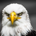 Customer profile logo