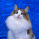 Customer profile logo