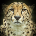 Customer profile logo