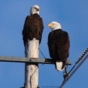 Customer profile logo