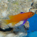 Customer profile logo