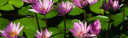 Customer profile logo
