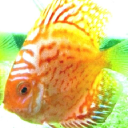 Customer profile logo