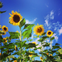 Customer profile logo