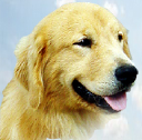 Customer profile logo