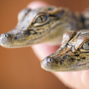 Customer profile logo