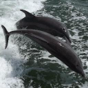 Customer profile logo