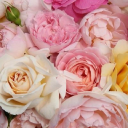 Customer profile logo