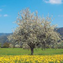 Customer profile logo