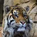 Customer profile logo