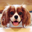 Customer profile logo