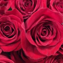 Customer profile logo