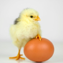 Customer profile logo