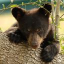 Customer profile logo