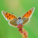 Customer profile logo