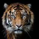 Customer profile logo