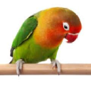 Customer profile logo