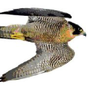 Customer profile logo
