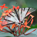 Customer profile logo