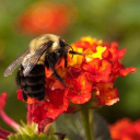 Customer profile logo