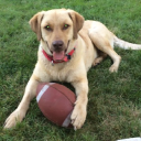 Customer profile logo