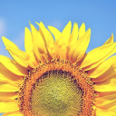 Customer profile logo