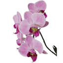 Customer profile logo