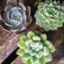 Customer profile logo