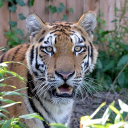 Customer profile logo