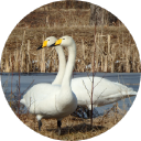 Customer profile logo