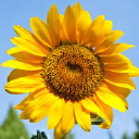 Customer profile logo