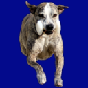Customer profile logo