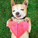 Customer profile logo